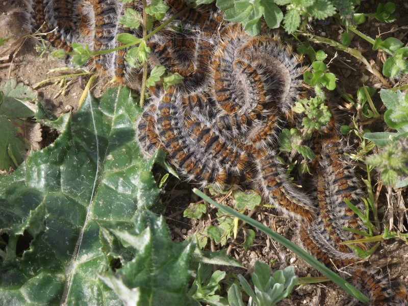 Les chenilles processionnaires : une menace pour l'homme et l'environnement