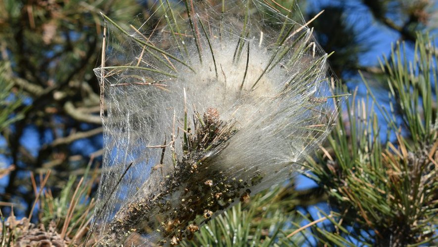 A Balma (31)  les chenilles processionnaires sont déjà de retour 