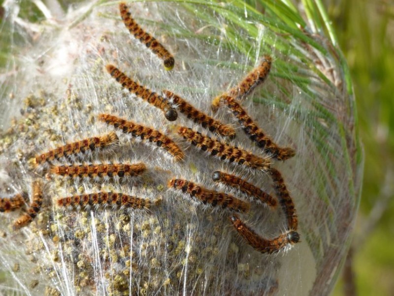 Ce vétérinaire de Toulouse alerte sur les dangers des chenilles processionnaires pour les animaux