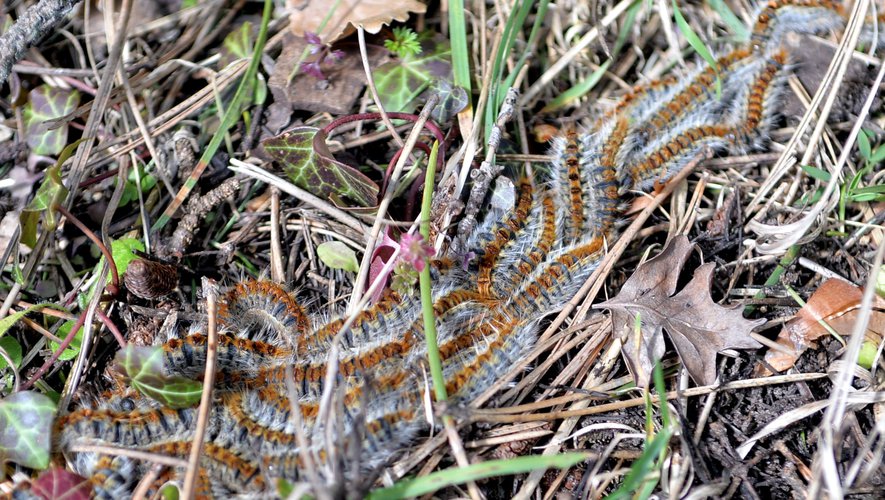 Cœur d'Hérault : les chenilles processionnaires sont de retour, en avance sur la saison