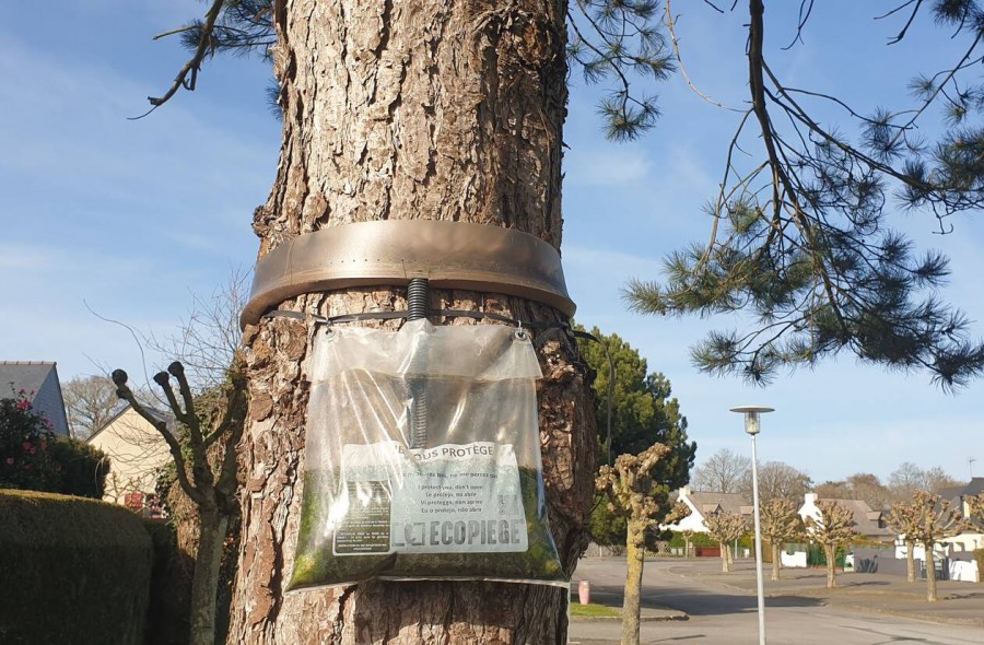 Saint-Coulomb. Des éco-pièges contre les chenilles processionnaires