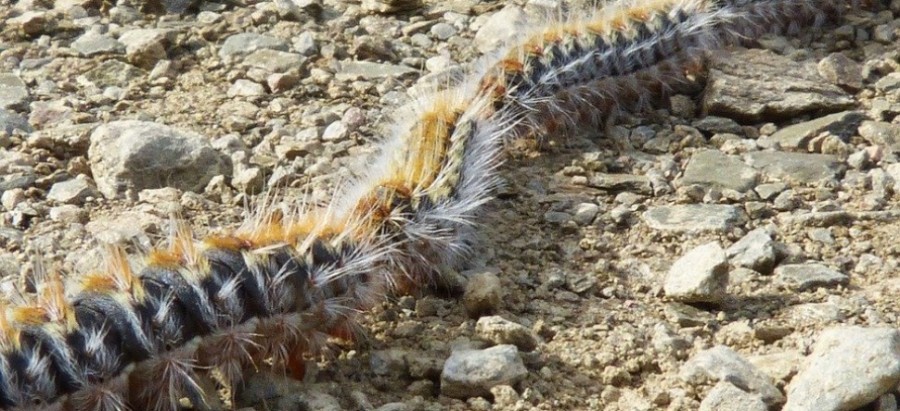 Les chenilles processionnaires envahissent les parcs et jardins de l’Île-de-France