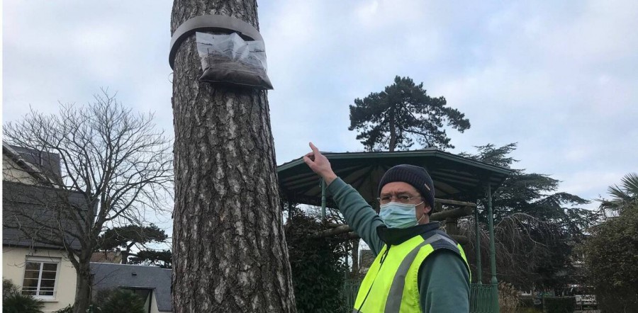 Donville-les-Bains. Destruction obligatoire des chenilles processionnaires