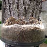 Ecopiege Processions dans le collier ecopiege